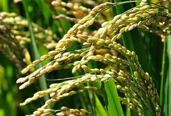 發(fā)展農(nóng)村互聯(lián)網(wǎng)金融，關(guān)鍵是與三農(nóng)現(xiàn)實相適應(yīng)