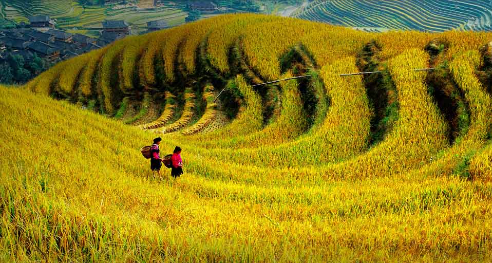 農(nóng)業(yè)